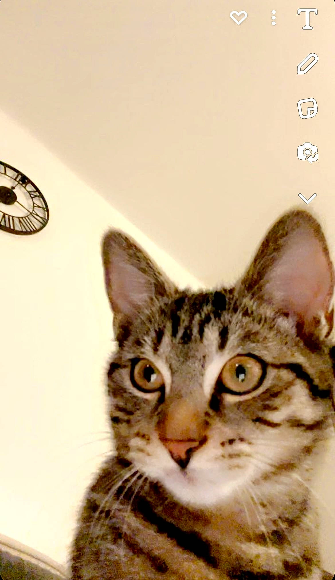 Mina participe au concours pour gagner de l'argent avec cette photo : art, carnivore, cat, circle, domestic_short_haired_cat, felidae, font, fur, illustration, paw, small_to_medium_sized_cats, snout, terrestrial_animal, whiskers, wildlife