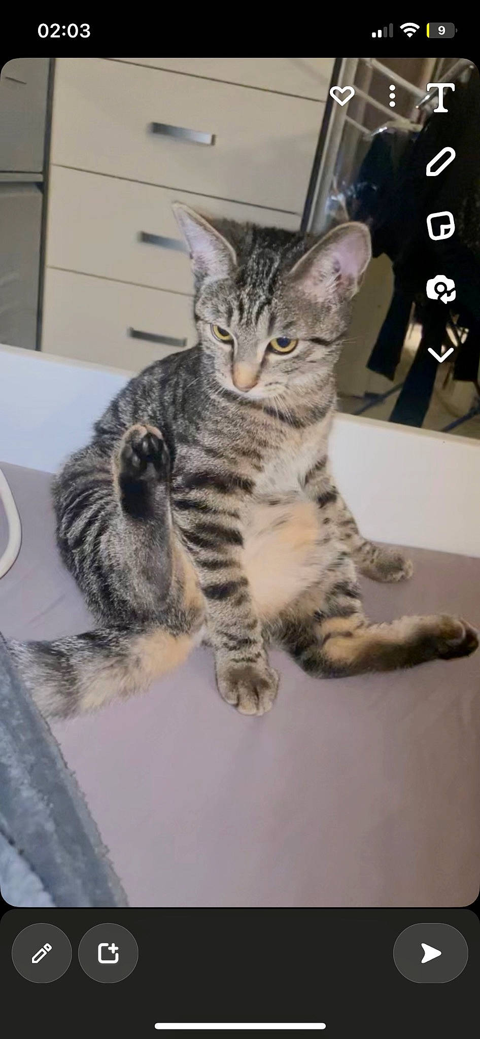 Mina participe au concours pour gagner de l'argent avec cette photo : carnivore, cat, claw, domestic_short_haired_cat, felidae, fur, paw, serveware, sitting, small_to_medium_sized_cats, snout, tableware, tail, terrestrial_animal, whiskers