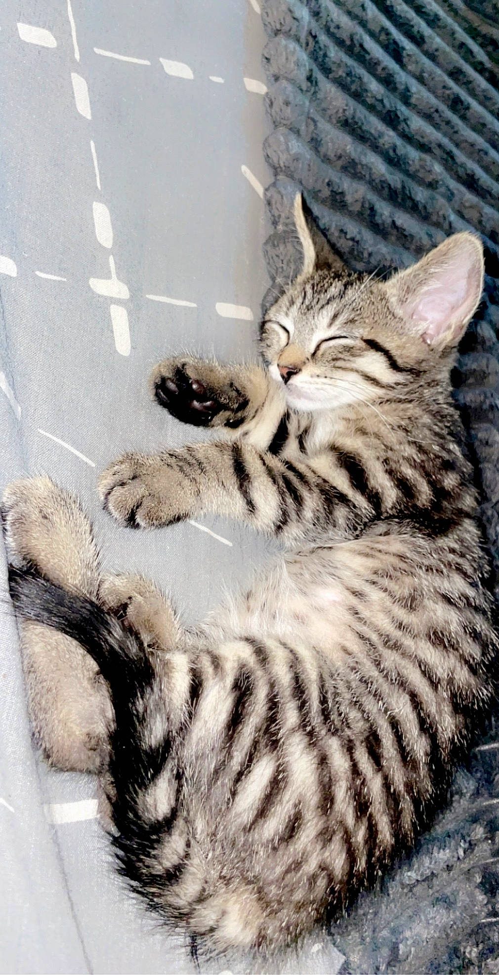 Mina a rejoint le concours — aidez-le/la à gagner de superbes lots ! carnivore, cat, claw, domestic_short_haired_cat, felidae, fur, organism, paw, sitting, small_to_medium_sized_cats, snout, tail, terrestrial_animal, whiskers, wildlife