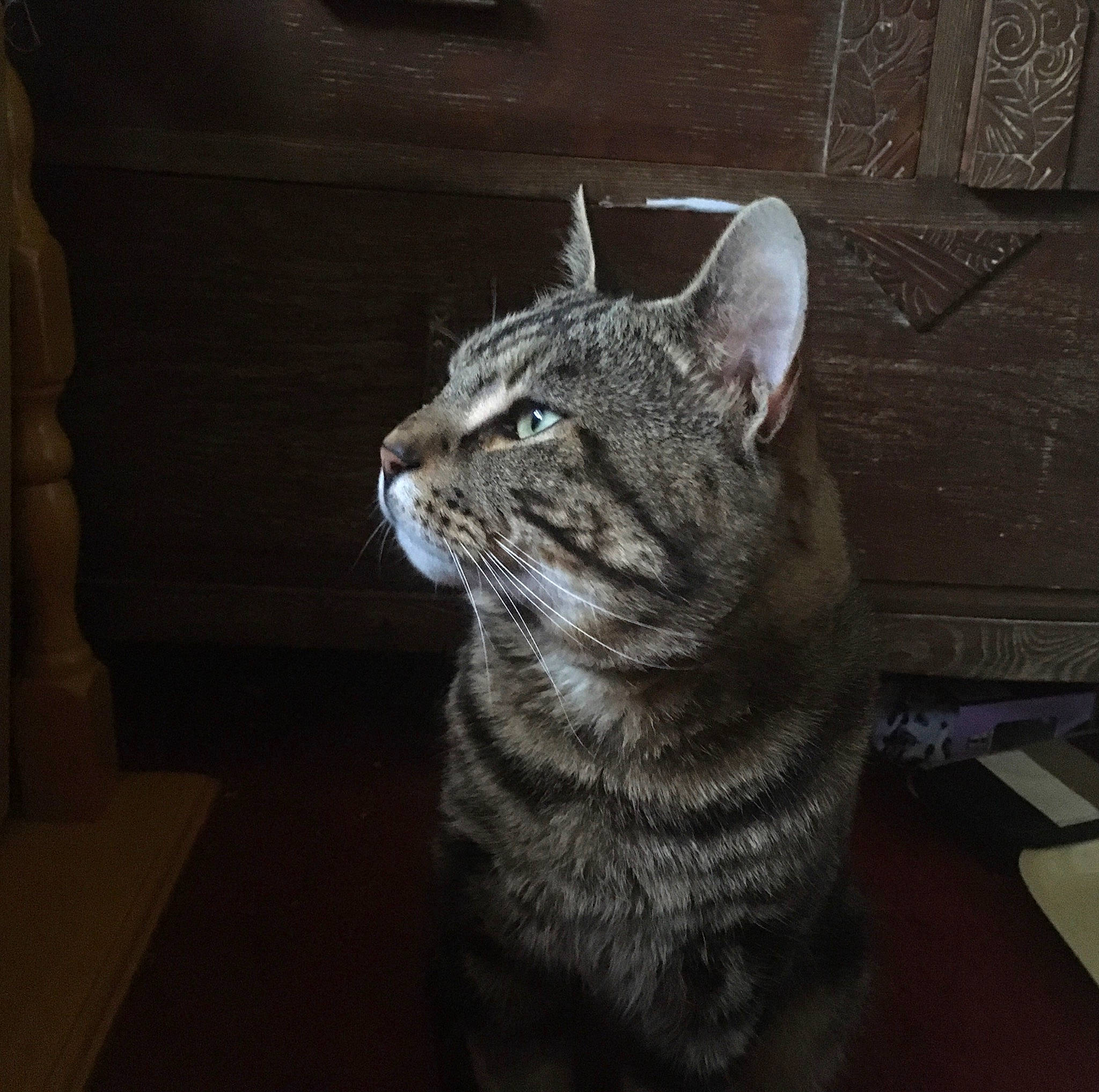 Tabby joined the competition — help win amazing prizes! carnivore, cat, darkness, domestic_short_haired_cat, door, felidae, fur, grey, small_to_medium_sized_cats, snout, tail, terrestrial_animal, whiskers, window