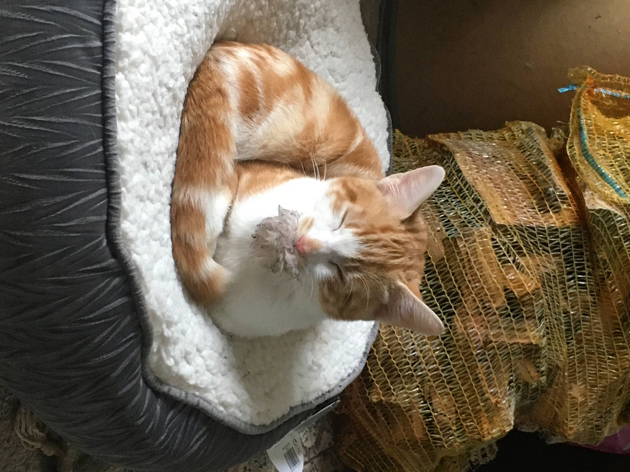 Biscuit joined the competition — help win amazing prizes! canidae, carnivore, cat, claw, comfort, domestic_short_haired_cat, fawn, felidae, fur, human_leg, mammal, paw, small_to_medium_sized_cats, snout, sporting_group, tail, textile, vertebrate, whiskers, wood