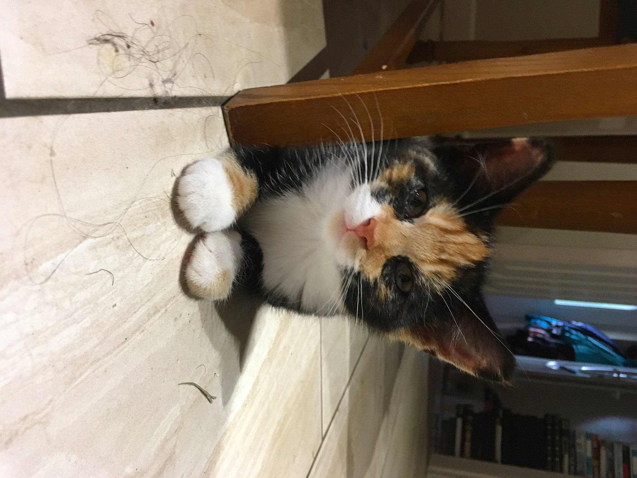 Pickles joined the competition — help win amazing prizes! carnivore, cat, claw, domestic_short_haired_cat, felidae, flooring, fur, hardwood, paw, plank, small_to_medium_sized_cats, snout, sporting_group, tail, whiskers, wood