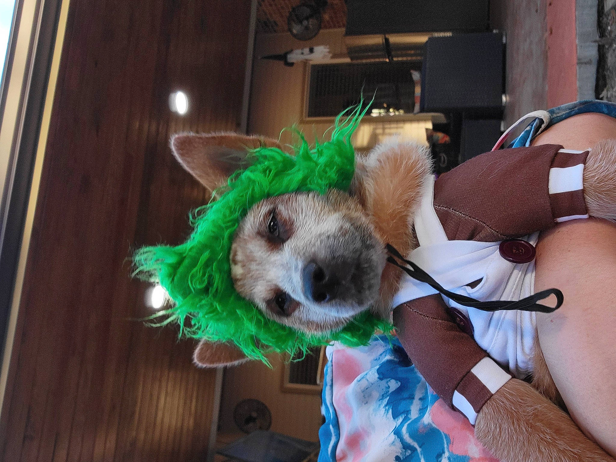 Connick joined the competition — help win amazing prizes! canidae, carnivore, companion_dog, costume, costume_hat, dog_breed, event, fashion_accessory, fawn, feather, fictional_character, fur, picture_frame, plush, snout, stuffed_toy, t_shirt, whiskers, wood, wool