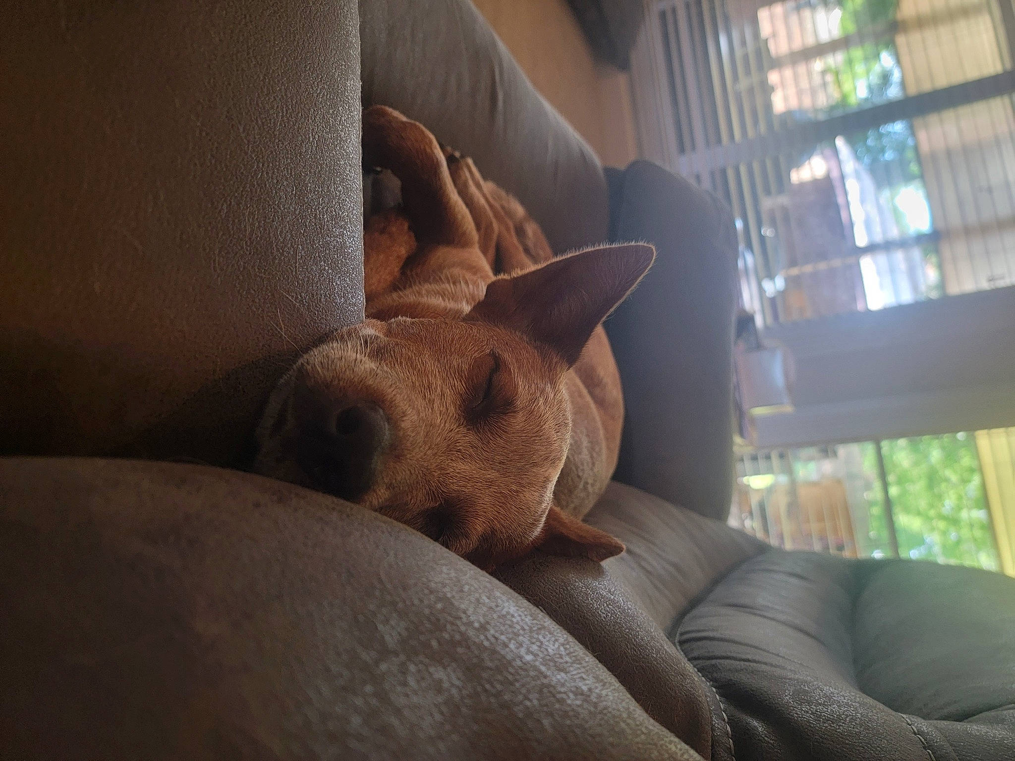 Connick joined the competition — help win amazing prizes! art, carnivore, comfort, companion_dog, couch, dog, dog_breed, fawn, flooring, foot, human_leg, linens, room, snout, thigh, tints_and_shades, whiskers, window, wood, working_animal