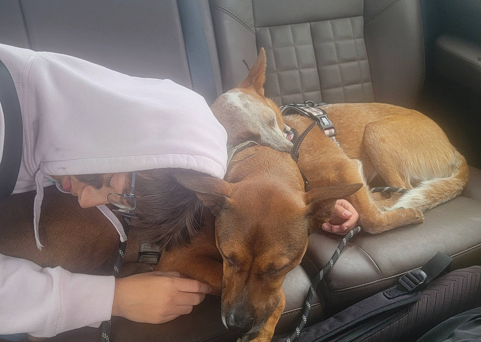 Connick is registered to the contest to win money with this photo: canidae, carnivore, collar, comfort, companion_dog, dog, dog_bed, dog_breed, dog_supply, fawn, hound, linens, liver, nap, non_sporting_group, pet_supply, sleep, sporting_group, window, working_animal