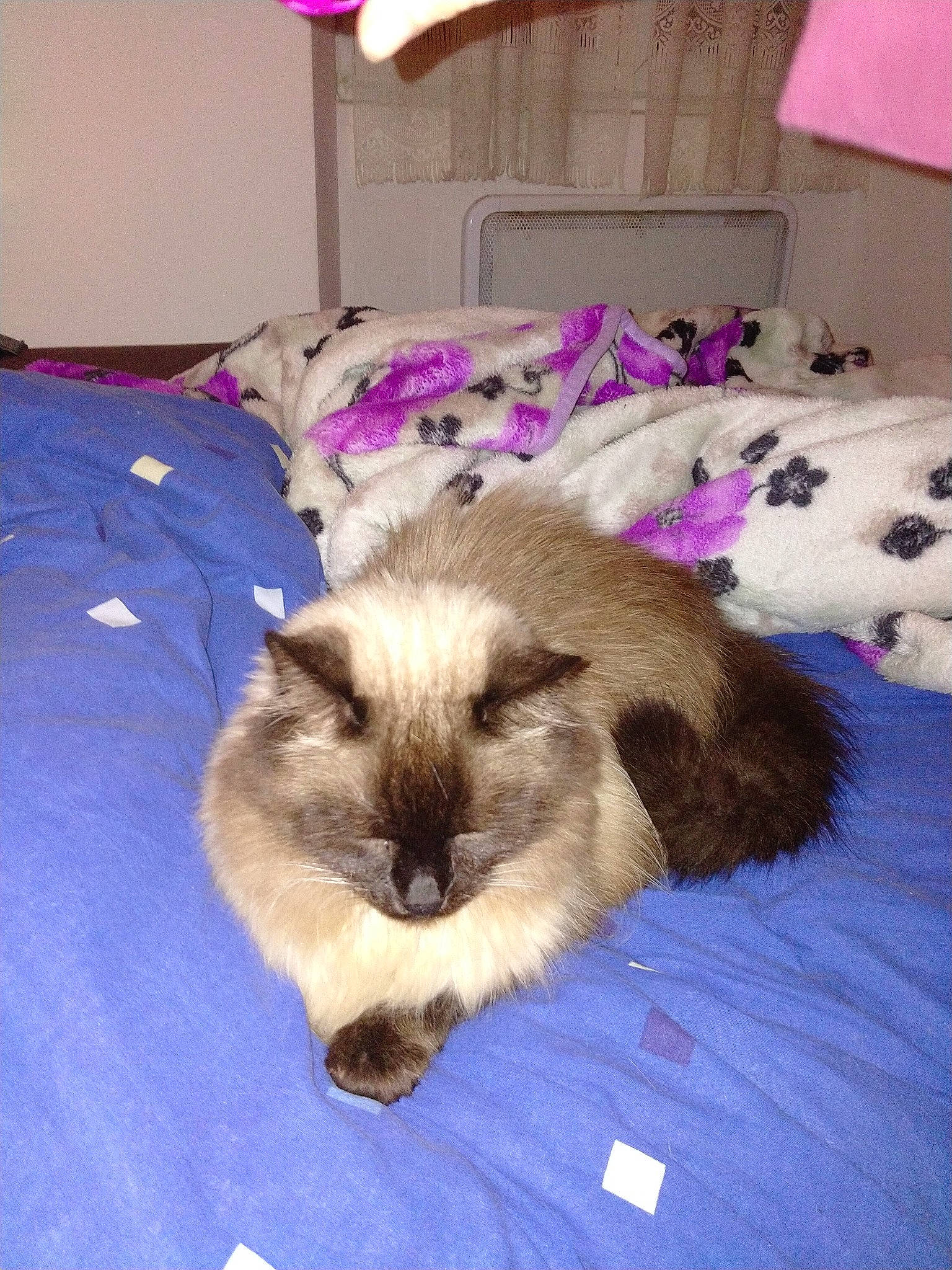 Timoune a rejoint le concours — aidez-le/la à gagner de superbes lots ! balinese, birman, canidae, carnivore, cat, dog_breed, fawn, felidae, himalayan, mammal, ragdoll, thai, vertebrate