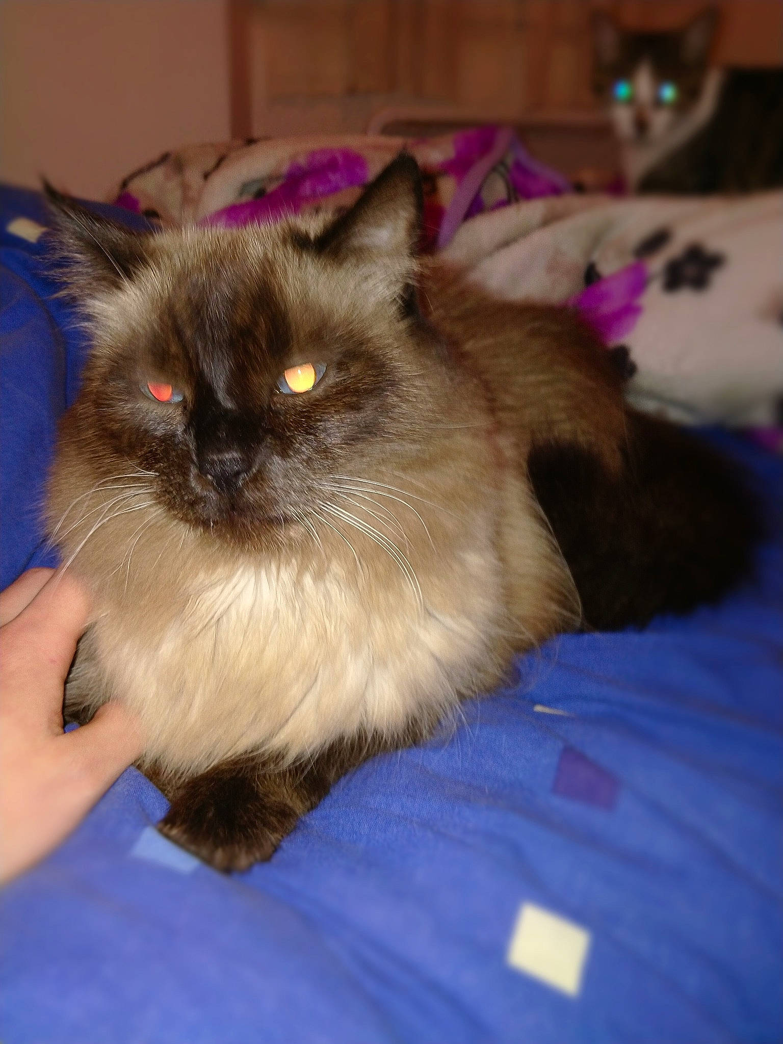 Timoune participe au concours pour gagner de l'argent avec cette photo : asian_semi_longhair, balinese, birman, carnivore, cat, domestic_long_haired_cat, eye, fawn, felidae, himalayan, iris, mammal, persian, ragdoll, siamese, small_to_medium_sized_cats, thai, tonkinese, vertebrate, whiskers