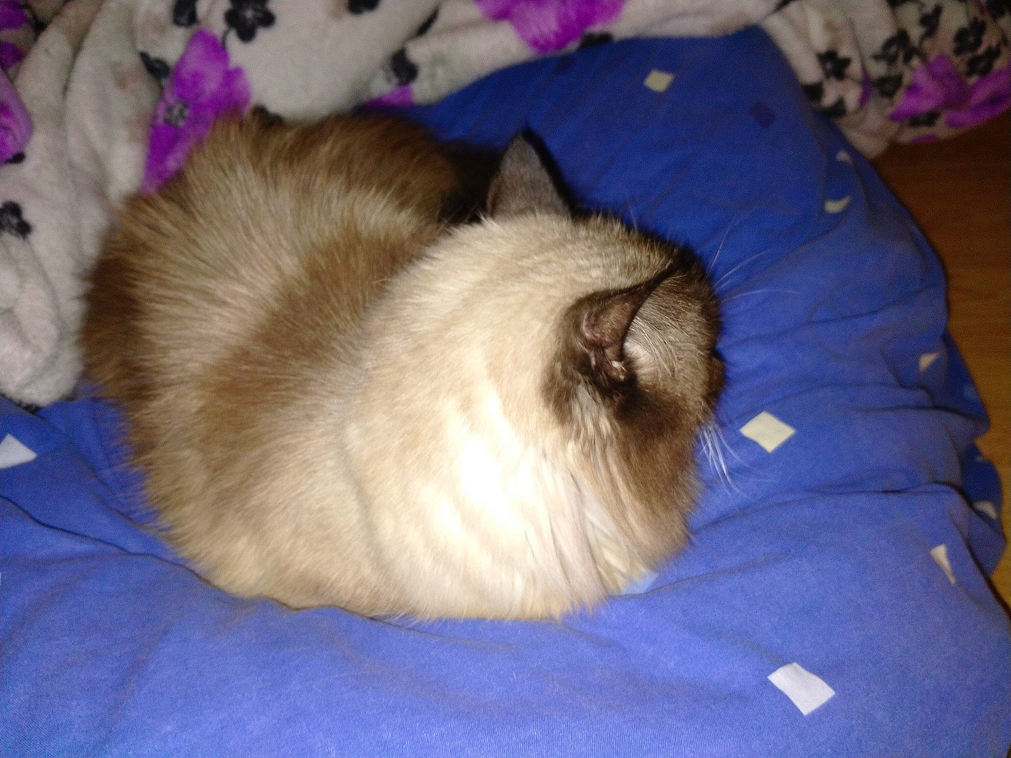 Timoune a rejoint le concours — aidez-le/la à gagner de superbes lots ! balinese, birman, carnivore, cat, fawn, felidae, fur, himalayan, mammal, ragdoll, small_to_medium_sized_cats, tail, whiskers