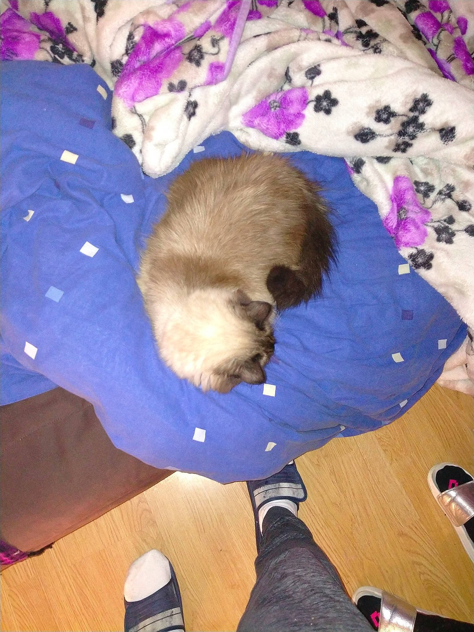 Timoune participe au concours pour gagner de l'argent avec cette photo : canidae, carnivore, chinese_imperial_dog, companion_dog, dog, dog_breed, fawn, lhasa_apso, puppy, shih_tzu