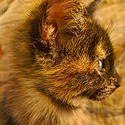 Mocha is registered to the contest to win money with this photo: cat, tortoiseshell, fur, close_up, profile, animal, pet, whiskers, ear, eye, soft_light, portrait, feline, domestic_cat, cute, furry, mammal, indoor, looking_away, warm_colors