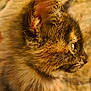 cat, tortoiseshell, fur, close_up, profile, animal, pet, whiskers, ear, eye, soft_light, portrait, feline, domestic_cat, cute, furry, mammal, indoor, looking_away, warm_colors
