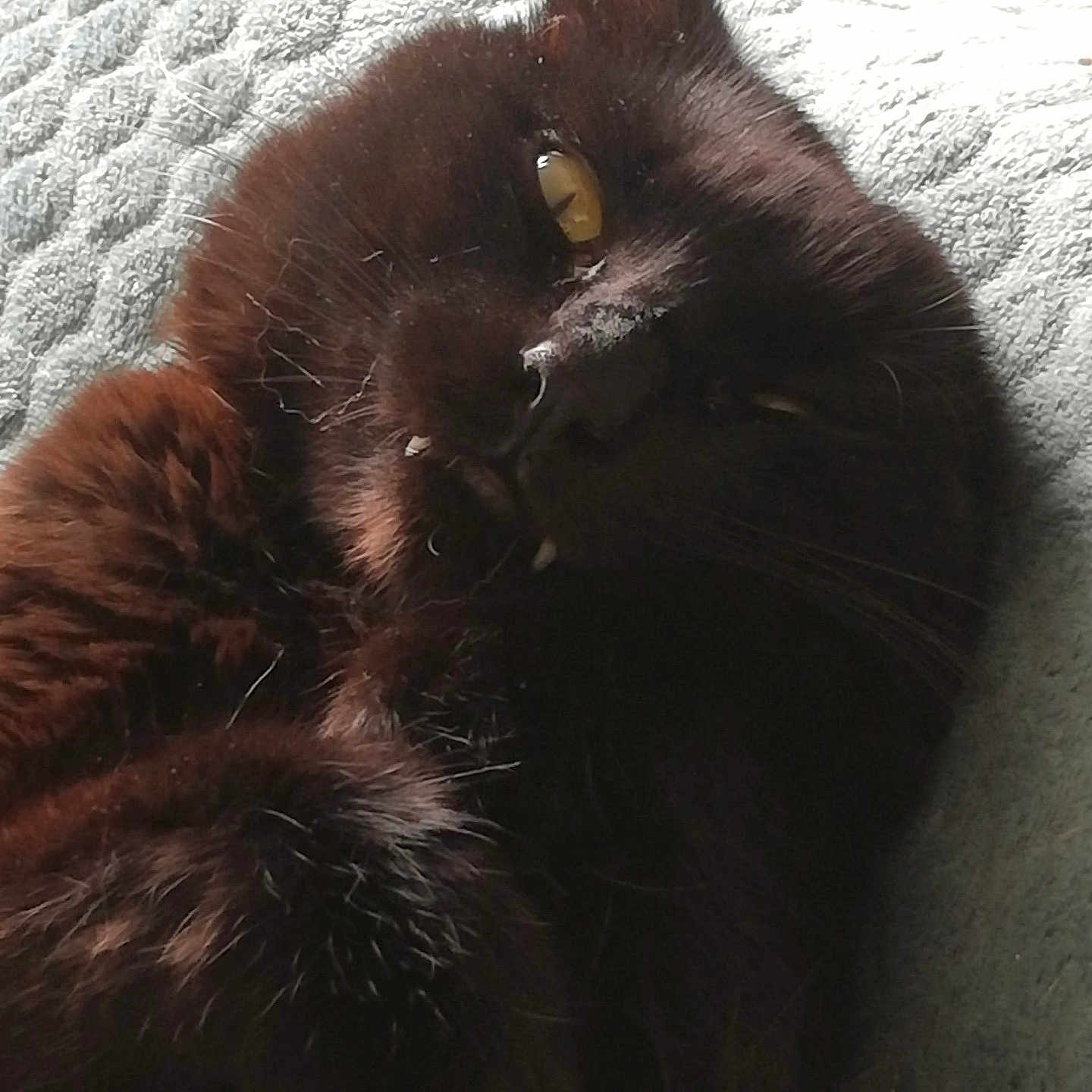 Oscar Marcus participe au concours pour gagner de l'argent avec cette photo : animal, black_cat, blanket, cat, close_up, cozy, cute, eye, fangs, feline, fur, indoor, paw, pet, portrait, relaxed, resting, sleeping, texture, whiskers
