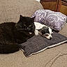 animal, black_cat, brown_couch, cat, companion, couch, cozy, cute, decor, dog, fur, furniture, home, indoor, pet, pillow, purple_pillow, relaxed, resting, small_dog