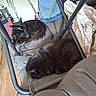 animal, black_cat, cat, chair, closeup, cozy, cushion, denim_jacket, domestic_animal, fabric, fur, furniture, household_item, indoor, pet, relaxing, resting, sleeping, two_cats, wooden_floor