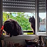 Oscar Marcus participe au concours pour gagner de l'argent avec cette photo : animal, black_cat, cat, cats, clutter, daylight, feline, greenery, grooming, home, indoor, looking_outside, objects, open_window, outdoor, pet, reflection, table, window, windowsill