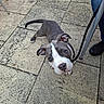 Blue a rejoint le concours — aidez-le/la à gagner de superbes lots ! animal, blue_eyes, canine, close_up, companion, curious, dog, footwear, grey_fur, leash, legs, outdoor, pavement, person, pet, pet_owner, puppy, walking, white_markings, young_dog