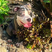 Blue participe au concours pour gagner de l'argent avec cette photo : dog, outdoor, plants, rocks, sunlight, tongue_out, happy, pet, nature, greenery, animal, portrait, sitting, blue_eyes, playful, summer, daylight, fur, canine, shadow