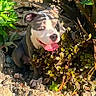 animal, blue_eyes, canine, daylight, dog, fur, greenery, happy, nature, outdoor, pet, plants, playful, portrait, rocks, shadow, sitting, summer, sunlight, tongue_out