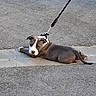 Blue a rejoint le concours — aidez-le/la à gagner de superbes lots ! animal, canine, collar, cute, dog, domestic, ears, gray, leash, looking, outdoor, pavement, pet, puppy, resting, sidewalk, tail, walking, white, young