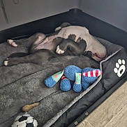 Blue a rejoint le concours — aidez-le/la à gagner de superbes lots ! animal, black_and_white, blanket, canine, cozy, cute, dog, dog_bed, floor, furry, indoor, paw_print, pet, plush_toy, puppy, relaxed, resting, sleeping, soft, toy