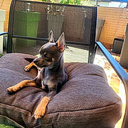 Bluye participe au concours pour gagner de l'argent avec cette photo : animal, black, brown, chair, comfort, cushion, daylight, dog, ears_up, fence, mesh_chair, outdoor, patio, pet, plants, puppy, relaxing, resting, small_dog, sunlight