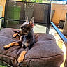 animal, black, brown, chair, comfort, cushion, daylight, dog, ears_up, fence, mesh_chair, outdoor, patio, pet, plants, puppy, relaxing, resting, small_dog, sunlight