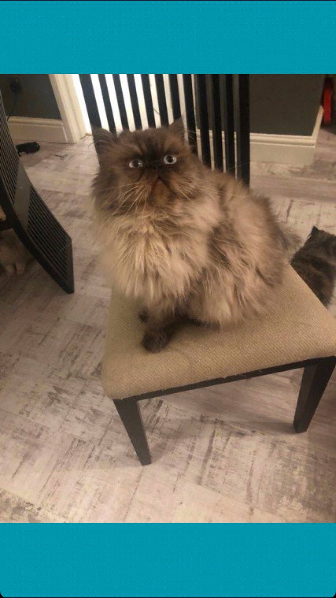 Syrise is registered to the contest to win money with this photo: british_longhair, carnivore, cat, domestic_long_haired_cat, fawn, felidae, floor, flooring, fur, himalayan, kitten, mammal, persian, small_to_medium_sized_cats, whiskers
