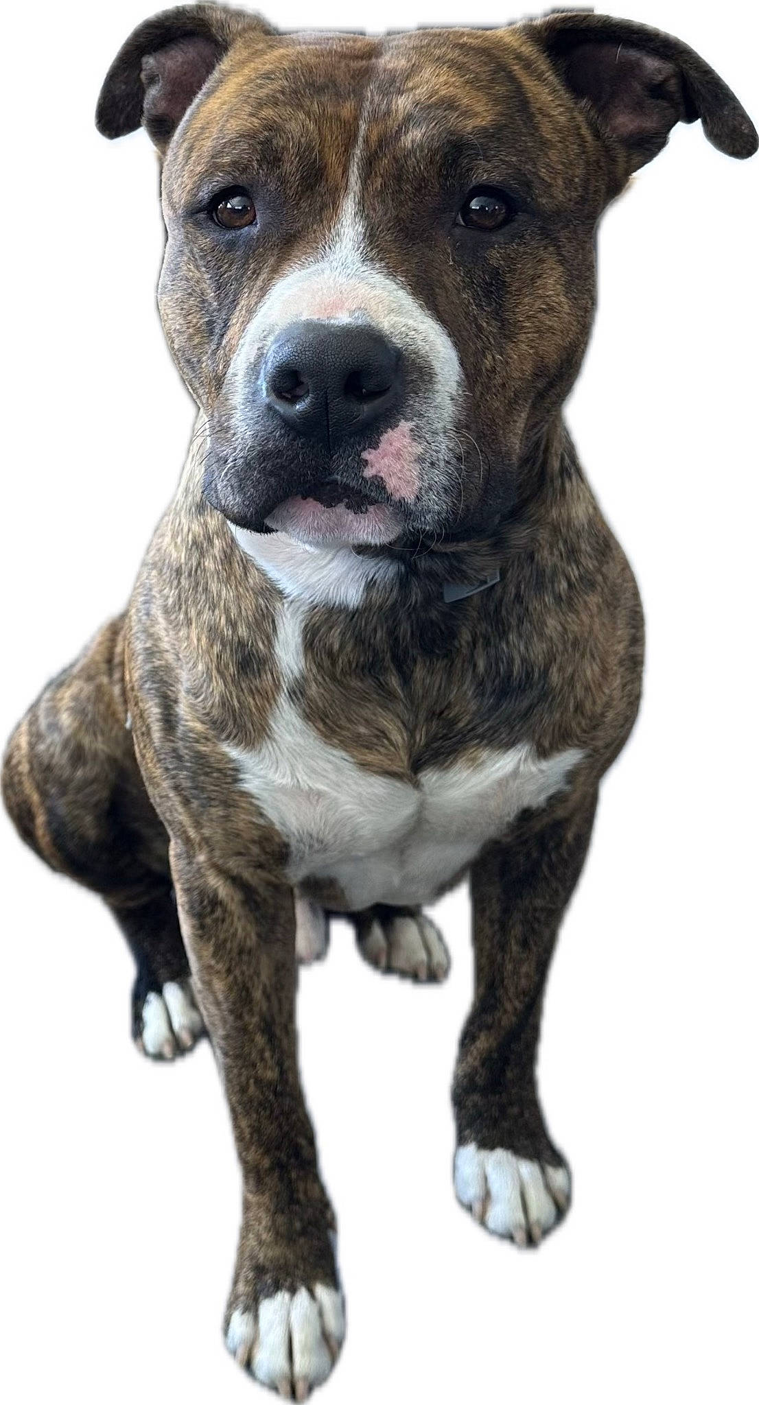 Tiger a rejoint le concours — aidez-le/la à gagner de superbes lots ! carnivore, collar, companion_dog, dog, dog_breed, dog_collar, fawn, fur, non_sporting_group, snout, sporting_group, whiskers, working_animal, working_dog