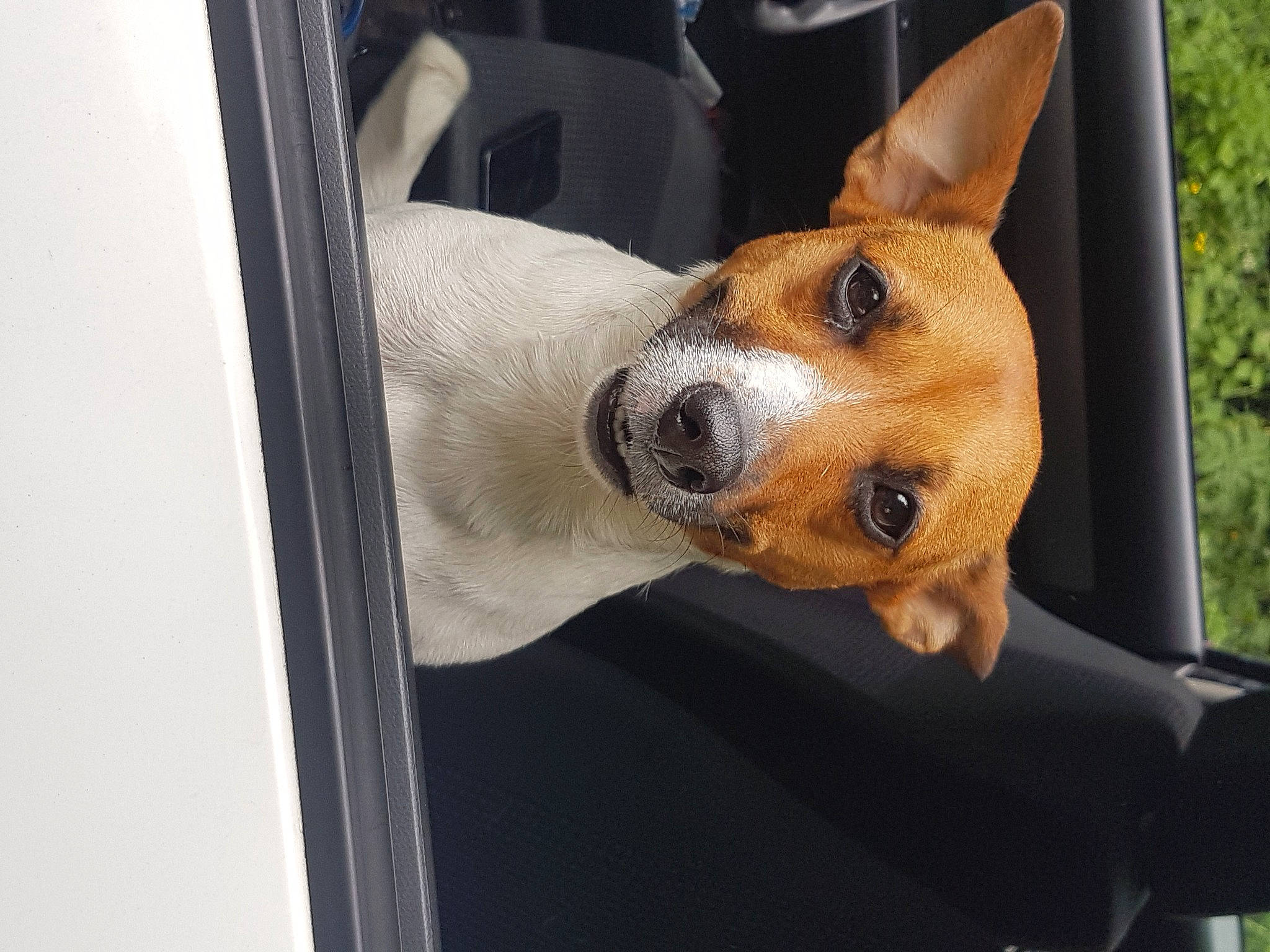 Skyla joined the competition — help win amazing prizes! canidae, carnivore, collar, comfort, companion_dog, dog, dog_breed, dog_collar, door, fawn, fur, non_sporting_group, paw, plant, snout, sporting_group, vehicle_door, whiskers, window, working_animal