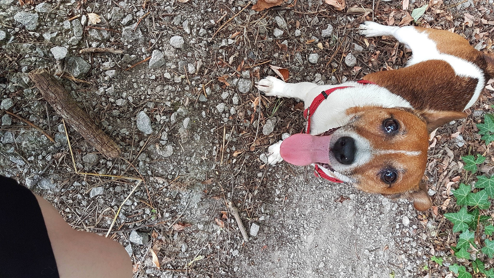 Benny joined the competition — help win amazing prizes! canidae, carnivore, collar, companion_dog, dog, dog_breed, dog_collar, dog_supply, fawn, freezing, fur, grass, pet_supply, road_surface, sidewalk, snout, soil, sporting_group, winter, working_animal