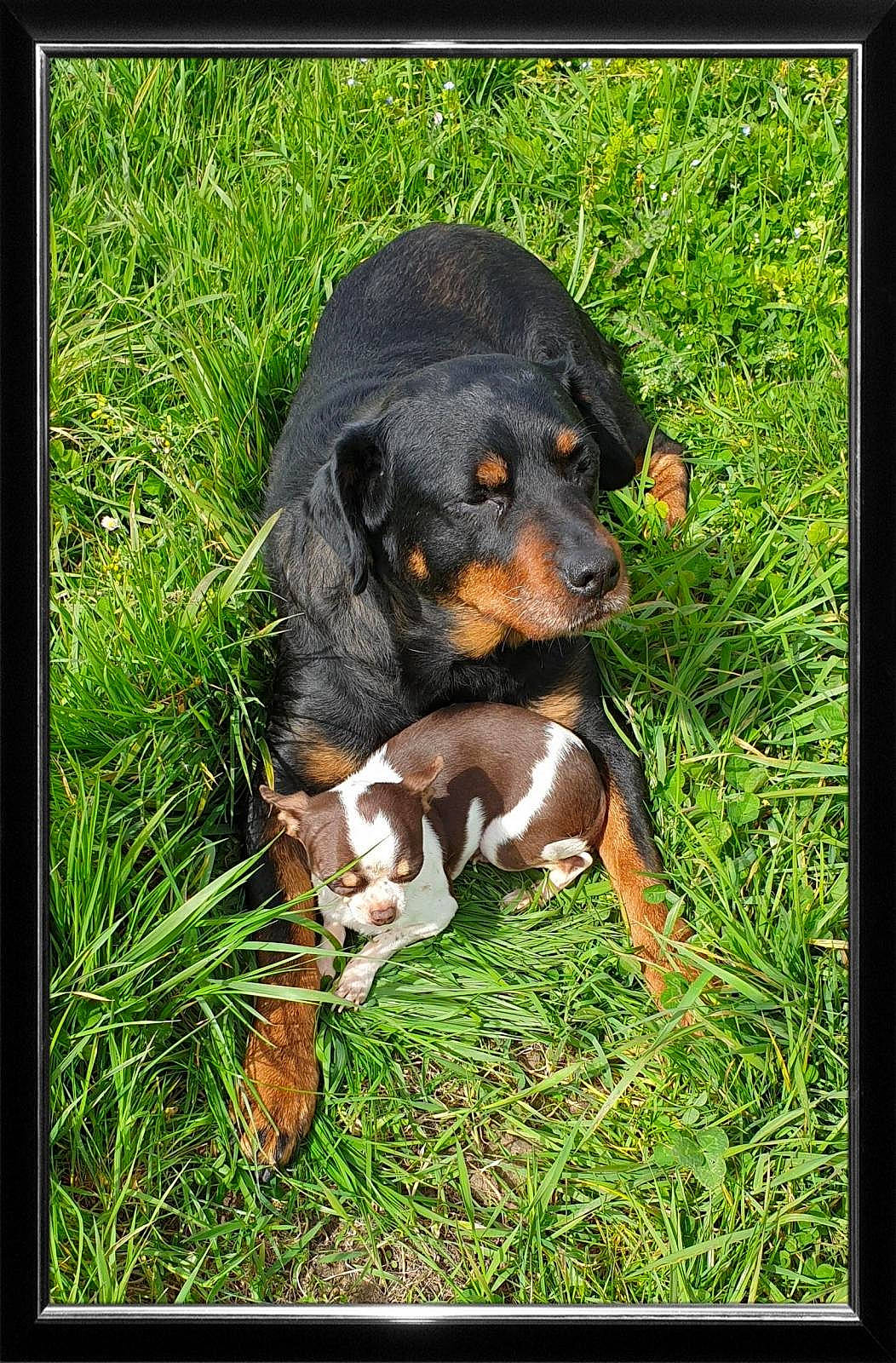 Dora-marley participe au concours pour gagner de l'argent avec cette photo : austrian_black_and_tan_hound, canidae, carnivore, dog, dog_breed, entlebucher_mountain_dog, hunting_dog, lithuanian_hound, mammal, montenegrin_mountain_hound, puppy, rare_breed_dog, transylvanian_hound, vertebrate