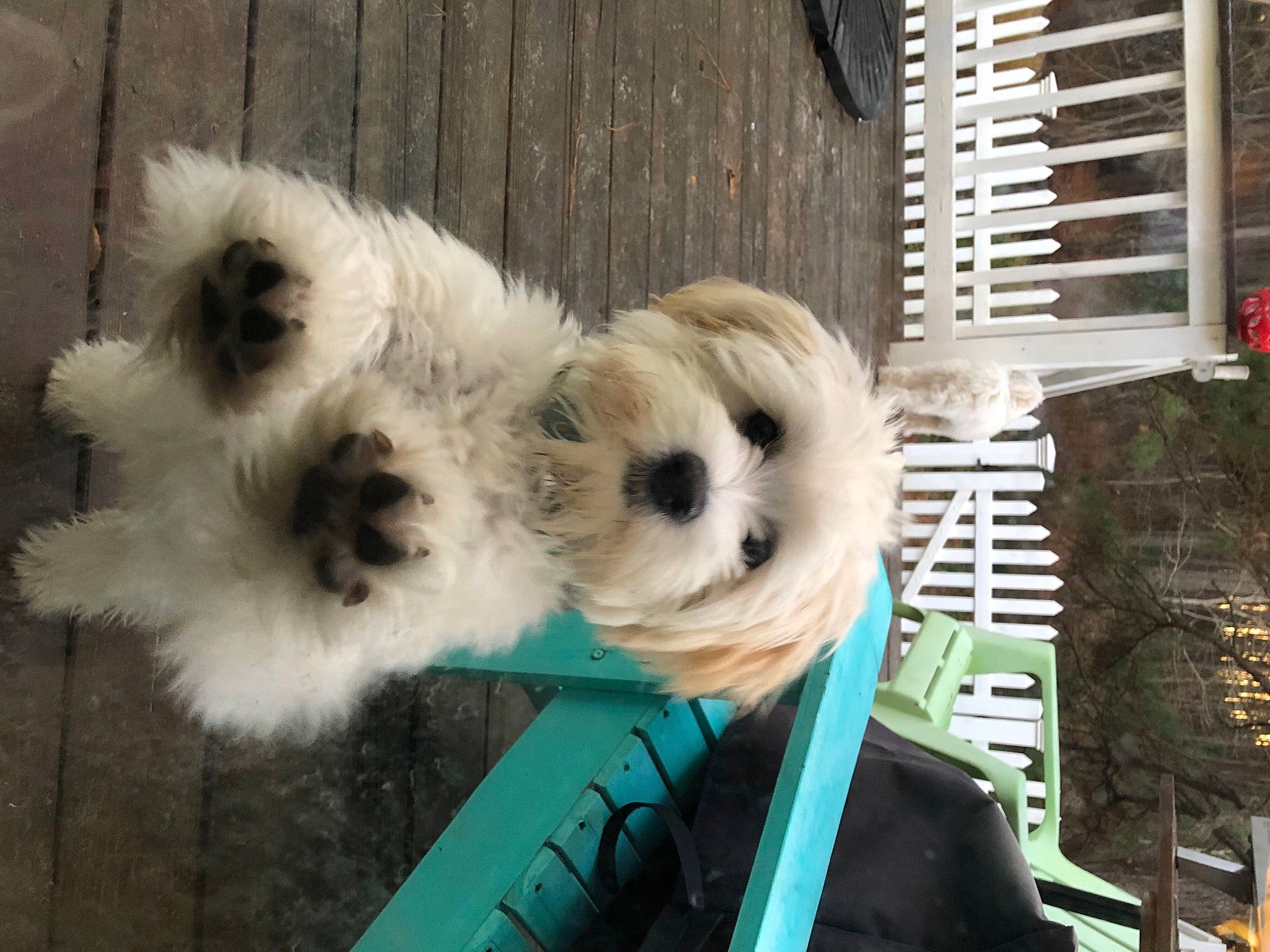 Hunter is registered to the contest to win money with this photo: canidae, carnivore, companion_dog, dog, dog_breed, dog_supply, fur, mal_shi, maltepoo, pet_supply, puppy, small_terrier, snout, sporting_group, stuffed_toy, teal, terrier, toy_dog, turquoise, working_animal