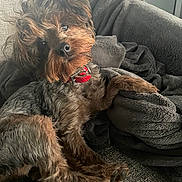 Ruby joined the competition — help win amazing prizes! animal, blanket, brown, canine, collar, companion, couch, cozy, curious, cute, dog, fur, furniture, home, indoor, pet, portrait, relaxed, resting, texture