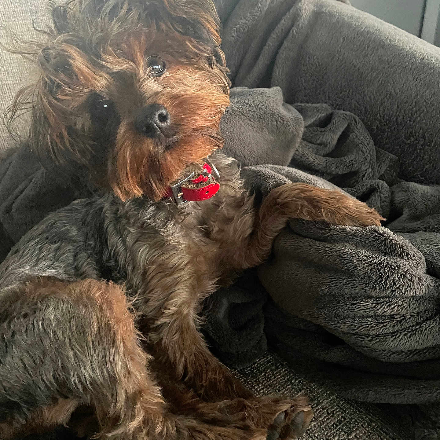 Ruby joined the competition — help win amazing prizes! animal, blanket, brown, canine, collar, companion, couch, cozy, curious, cute, dog, fur, furniture, home, indoor, pet, portrait, relaxed, resting, texture