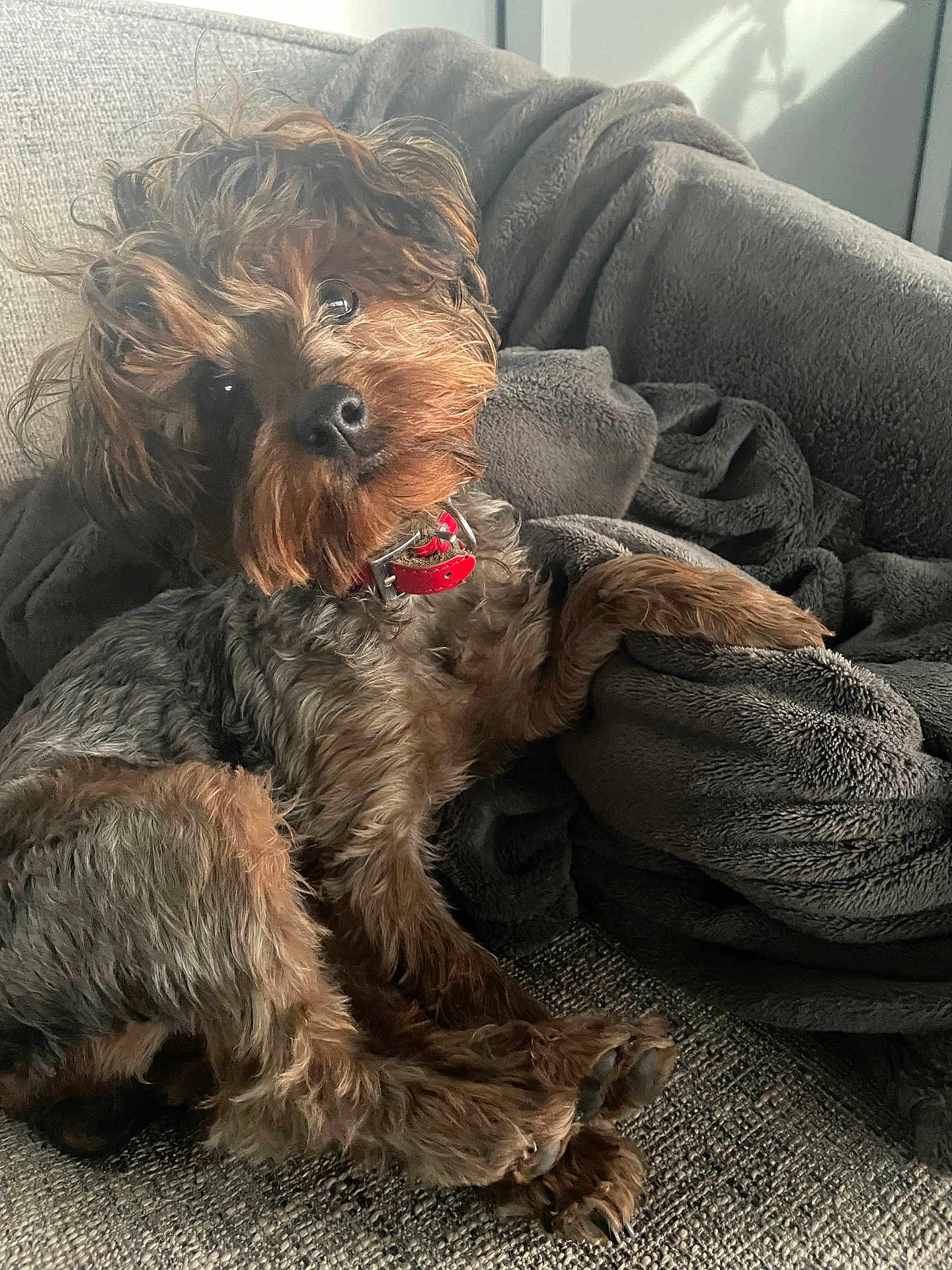 Ruby joined the competition — help win amazing prizes! animal, blanket, brown, canine, collar, companion, couch, cozy, curious, cute, dog, fur, furniture, home, indoor, pet, portrait, relaxed, resting, texture