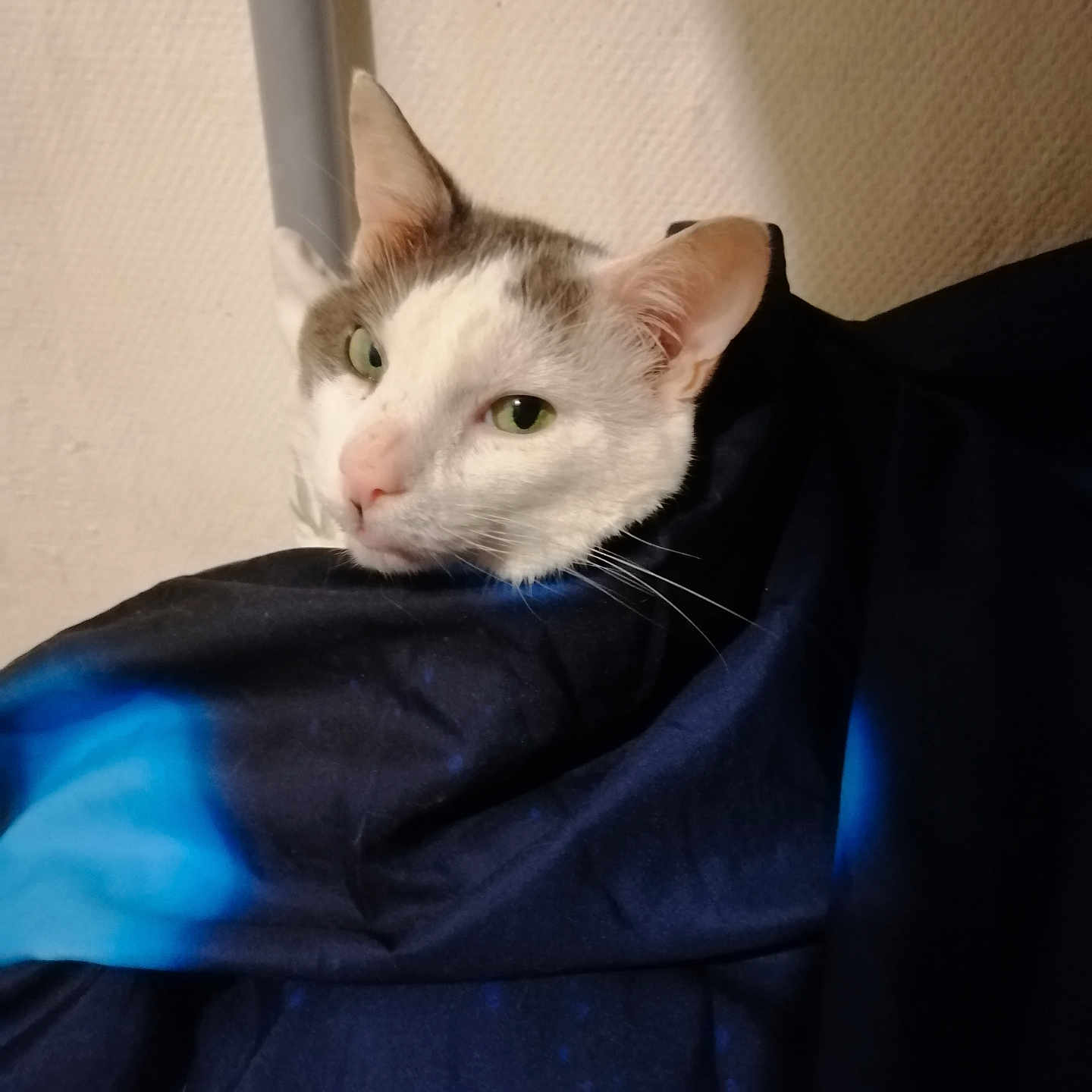Oulala participe au concours pour gagner de l'argent avec cette photo : cat, animal, pet, white, gray, feline, blanket, blue, indoor, cozy, face, ears, whiskers, resting, fur, closeup, portrait, wall, texture, curious