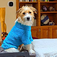Oliver joined the competition — help win amazing prizes! dog, sweater, blue_sweater, pet, indoor, furniture, couch, blanket, wooden_shelves, pottery, framed_photo, thermostat, cozy, brown_fur, white_fur, sitting, looking, homedecor, living_room, cute