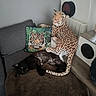 black_cat, cat, plush_toy, leopard, tiger, animal, feline, sofa, couch, blanket, cushion, living_room, indoors, home_decor, radiator, furniture, relaxed, lounging, animal_print, cozy