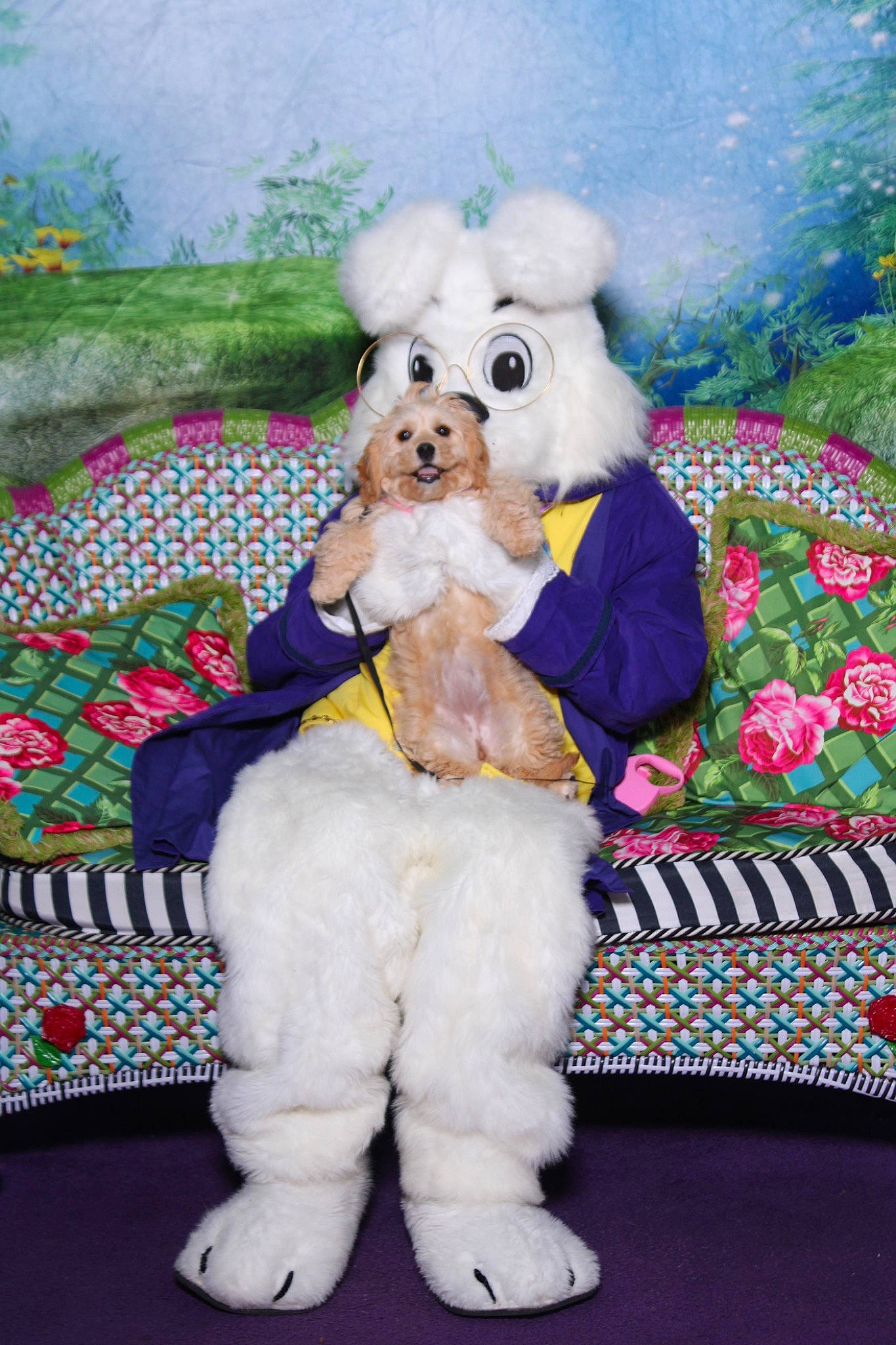 Cookie is registered to the contest to win money with this photo: canidae, carnivore, companion_dog, couch, dog, dog_breed, dog_supply, event, fawn, fun, fur, happy, pattern, plant, plush, poodle, sporting_group, stuffed_toy, toy, toy_dog