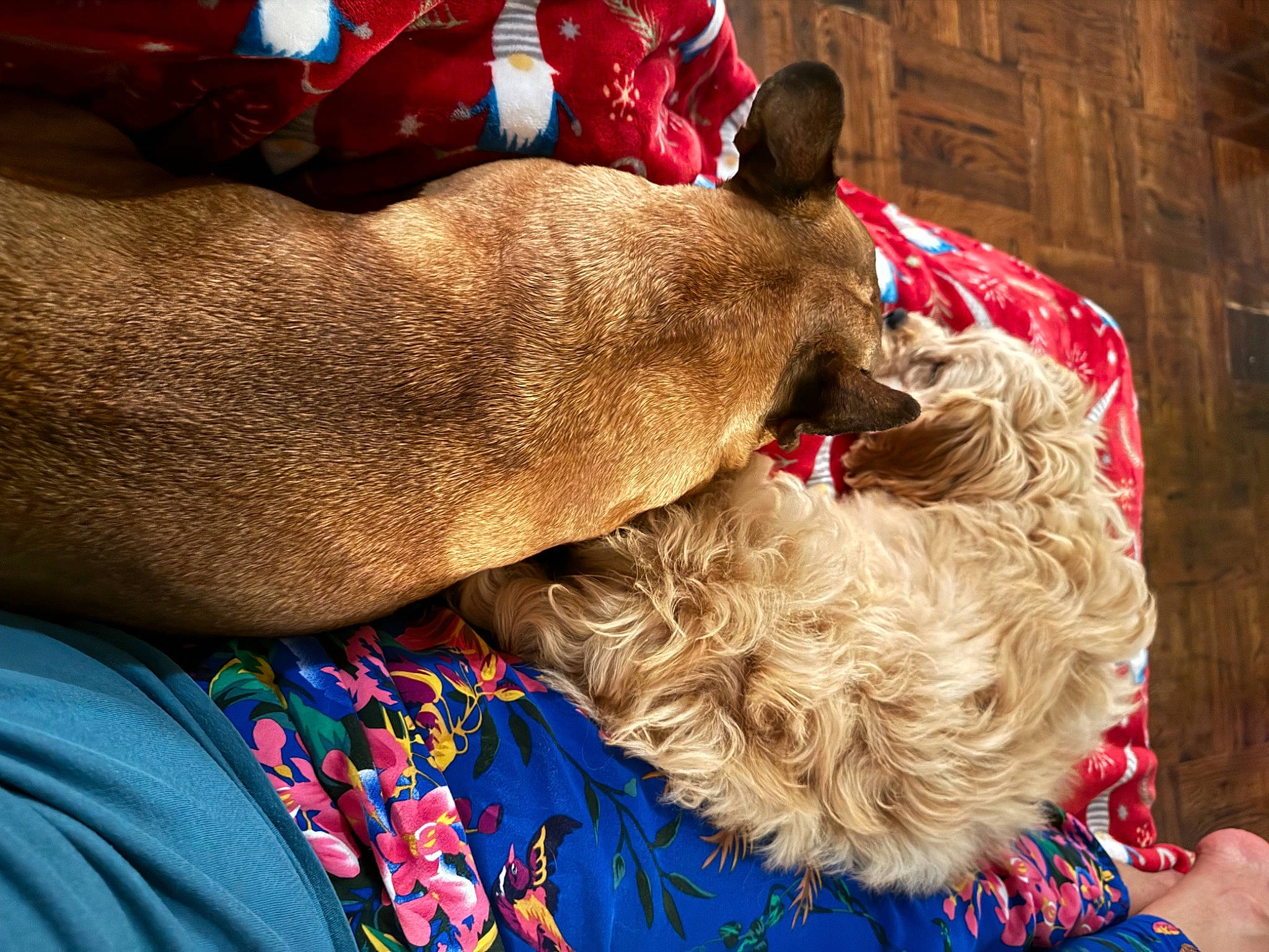 Cookie joined the competition — help win amazing prizes! blue, carnivore, collar, comfort, companion_dog, dog, dog_breed, dog_collar, dog_supply, fashion_accessory, fawn, fur, happy, human_leg, liver, red, snout, sporting_group, working_animal, wrinkle