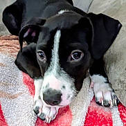 Brutus joined the competition — help win amazing prizes! puppy, dog, black_and_white, close_up, blanket, cute, pet, animal, resting, indoor, cozy, fur, face, paw, young_dog, lying_down, looking_up, adorable, soft_texture, comfort