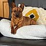 animal, brown_dog, companion, cozy, cushion, cute, dog, domestic_animal, ears_up, furniture, household, indoor, leather_chair, looking_at_camera, pet, pillow, portrait, relaxed, resting, small_dog