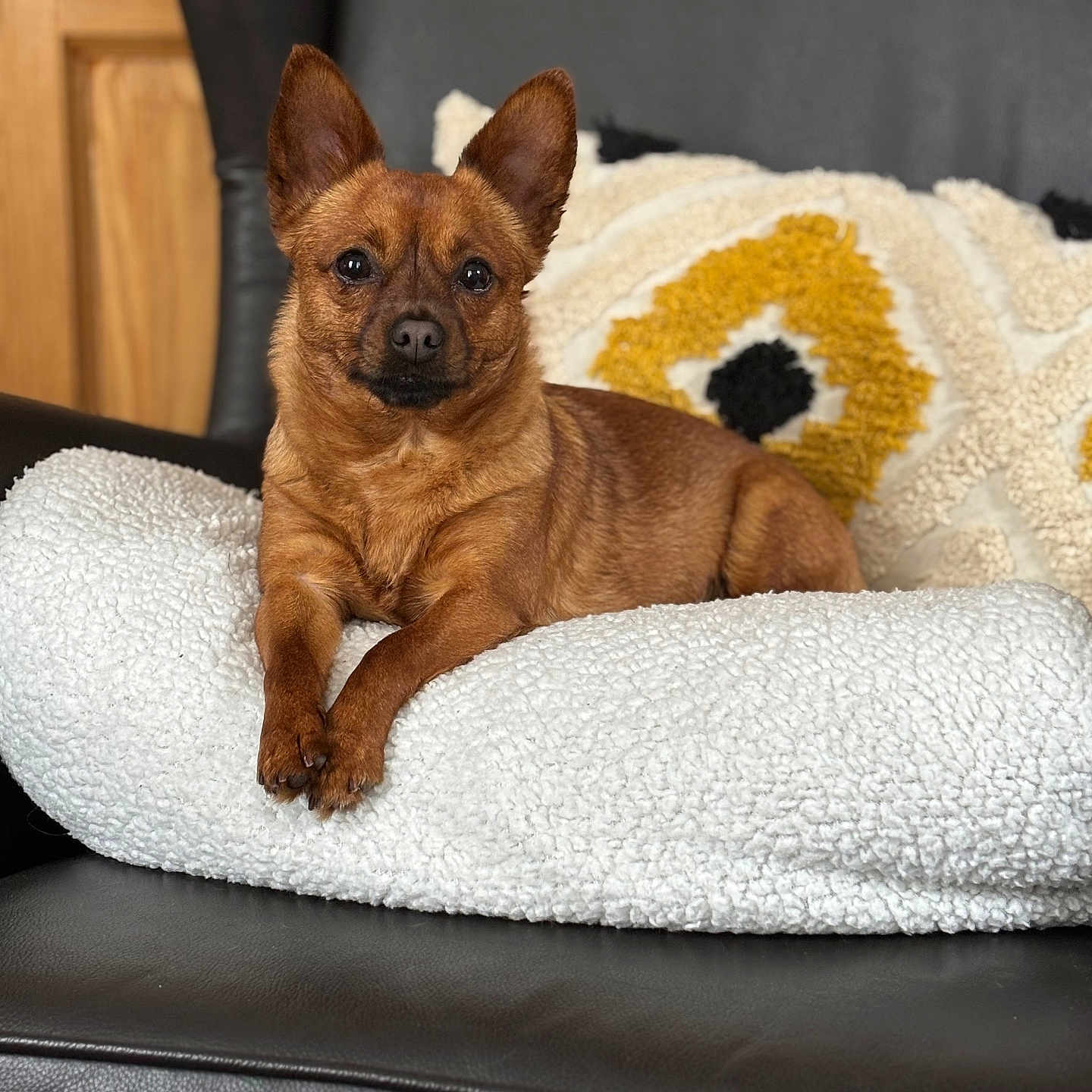 Nala participe au concours pour gagner de l'argent avec cette photo : animal, brown_dog, companion, cozy, cushion, cute, dog, domestic_animal, ears_up, furniture, household, indoor, leather_chair, looking_at_camera, pet, pillow, portrait, relaxed, resting, small_dog
