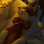 Nala is registered to the contest to win money with this photo: cat, bow, christmas, holiday_lights, decorations, blanket, indoor, pet, cozy, white_fur, tabby, closeup, festive, warm_light, ornament, tree, relaxed, cute, whiskers, soft_texture