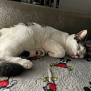 Nala is registered to the contest to win money with this photo: cat, sleeping, blanket, mickey_mouse, couch, indoor, pet, fur, cozy, resting, animal, whiskers, paw, cute, relaxation, tabby, domestic_cat, feline, soft, napping