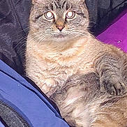 Miss Kitty joined the competition — help win amazing prizes! cat, tabby_cat, feline, pet, animal, portrait, closeup, sitting, lying_down, fur, striped_fur, whiskers, ears, eyes, indoors, blanket, fabric, purple, blue, flash_photography