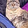 Miss Kitty