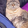 cat, tabby_cat, feline, pet, animal, portrait, closeup, sitting, lying_down, fur, striped_fur, whiskers, ears, eyes, indoors, blanket, fabric, purple, blue, flash_photography