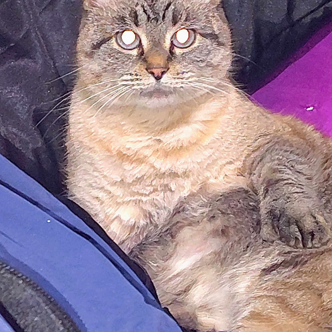Miss Kitty