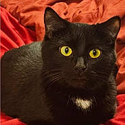 P.i.t.a. is registered to the contest to win money with this photo: cat, black_cat, yellow_eyes, white_patch, pet, animal, feline, indoor, red_blanket, cozy, fur, whiskers, closeup, portrait, resting, cute, domestic_cat, alert, soft, bed